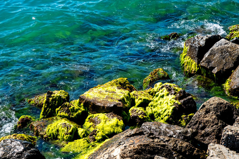 Vibrant algae on coastal rocks by the sea