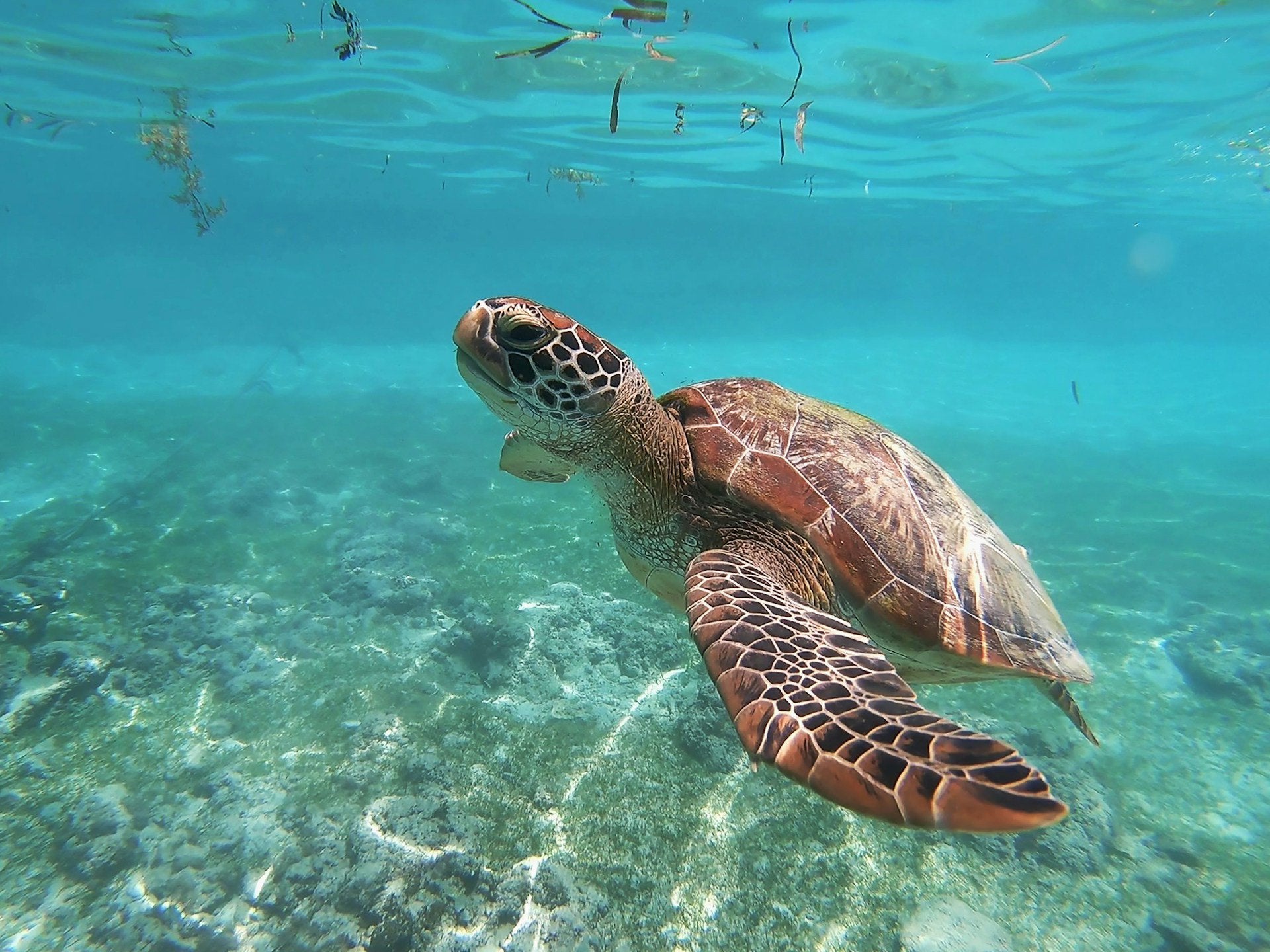 Sea turtle swimming through clear turquoise water