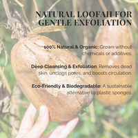 Natural Loofah Sponge