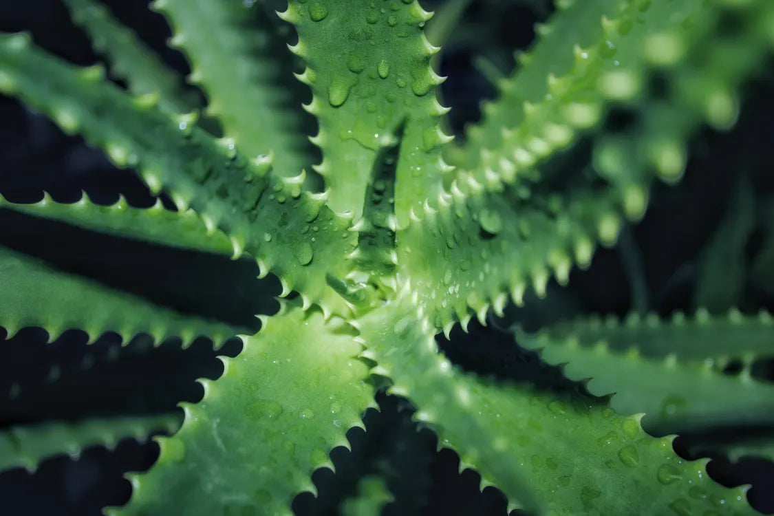 Close view of aloe leaves covered in fresh water droplets