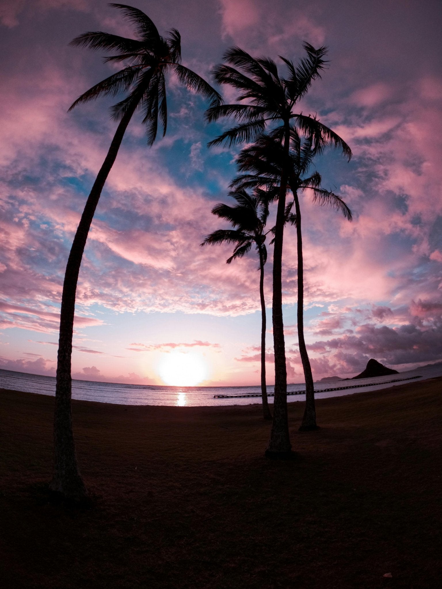Palm trees against a purple and orange sunset