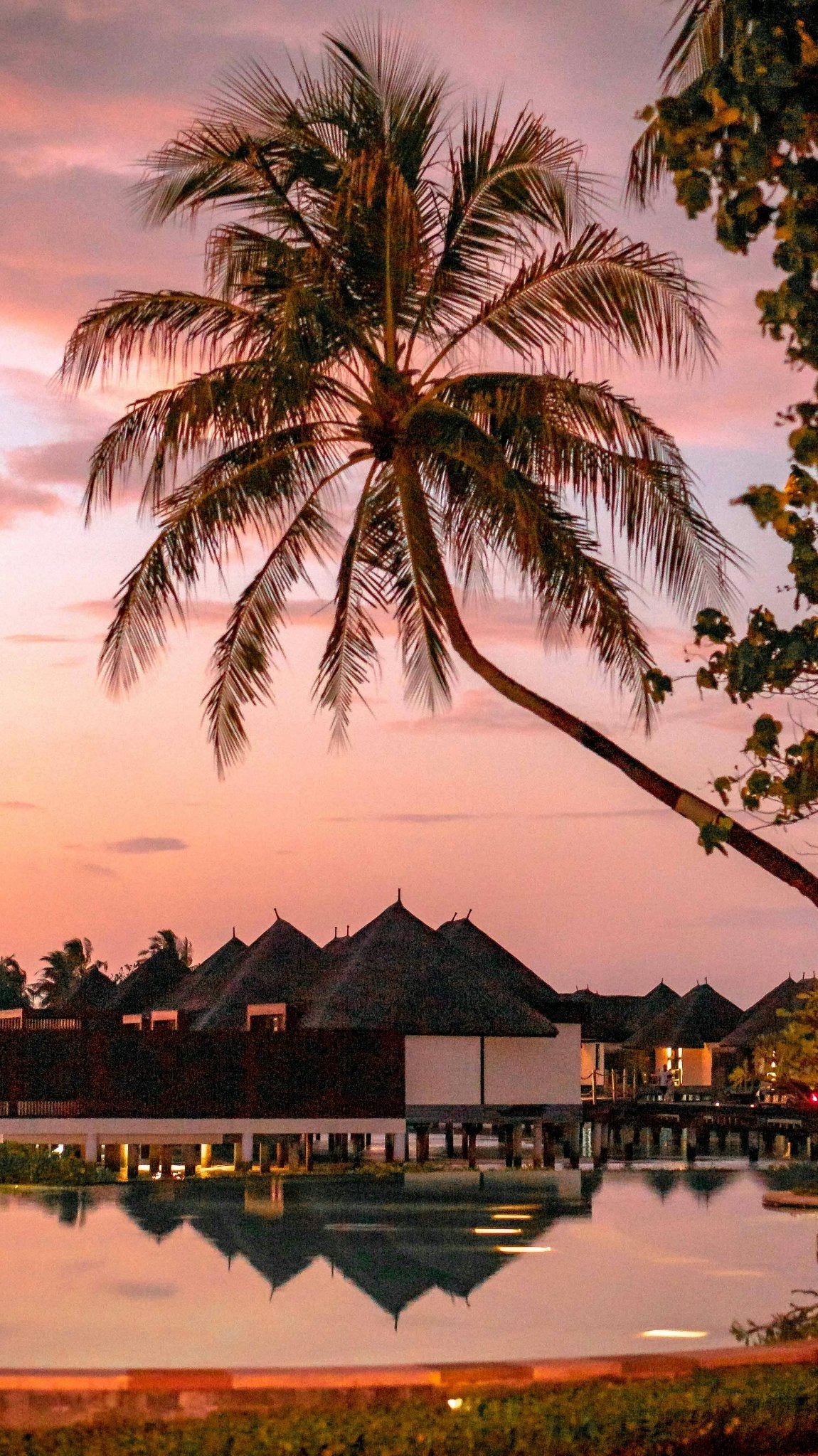 Palm trees silhouetted against a pink sunset