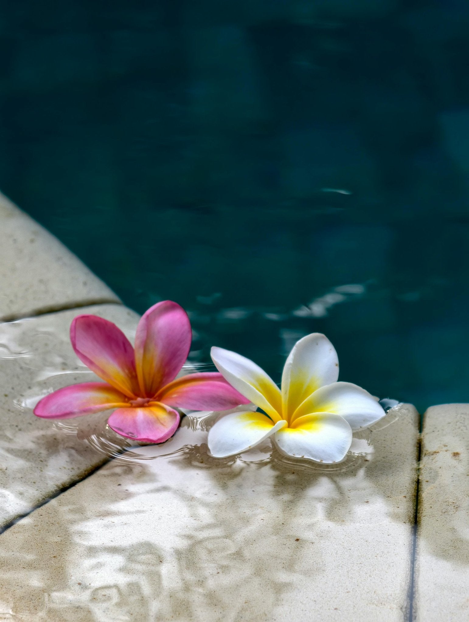 Pink plumeria floating in a turquoise pool